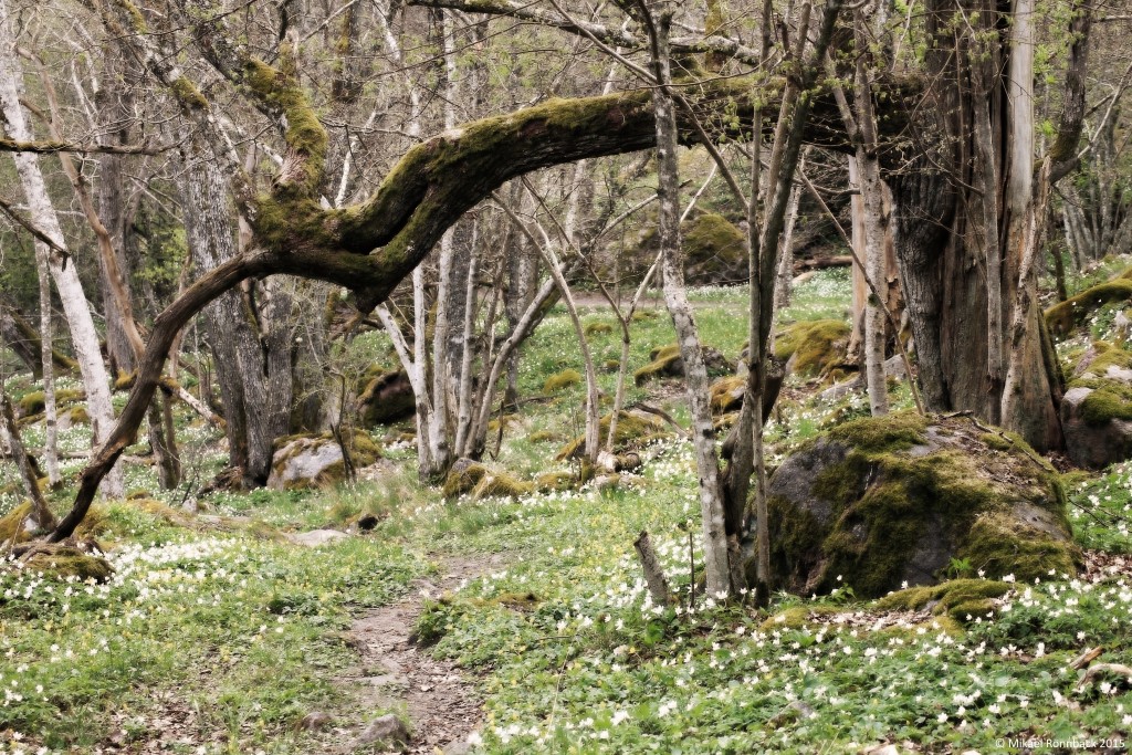 Näsuddens naturreservat, april 2015