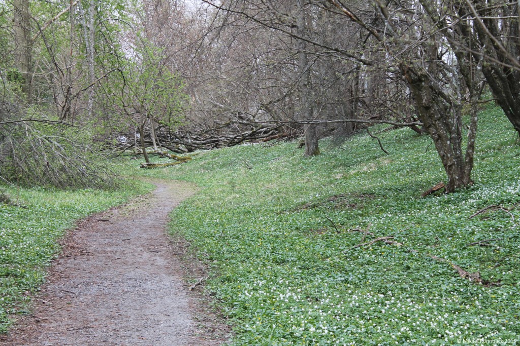 Näsuddens naturreservat, april 2015